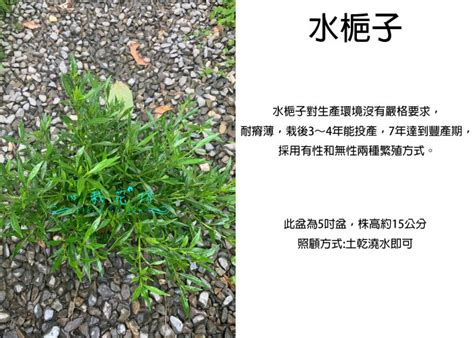 狹葉梔子花